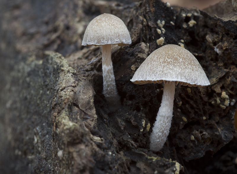 Psathyrella fibrillosa